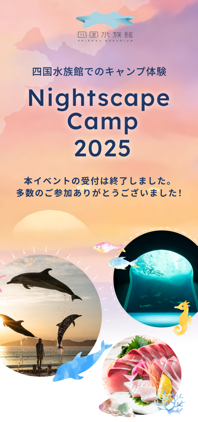 四国水族館 でのキャンプ体験 Nightscape Camp